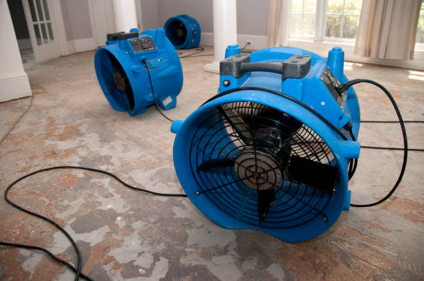Best Basement water damage restoration  in Maitland, FL