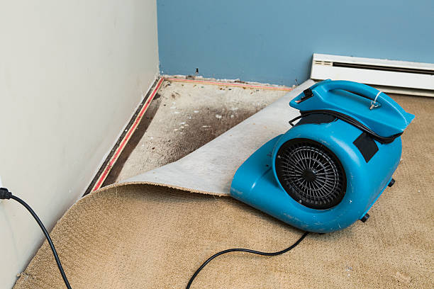 Best Basement water damage restoration  in Maitland, FL